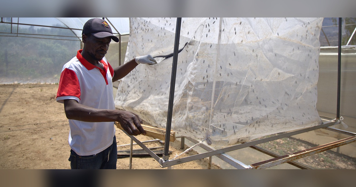 Larves de mouche soldat noire utilisées dans la fabrication d’aliments pour poissons au Zimbabwe.