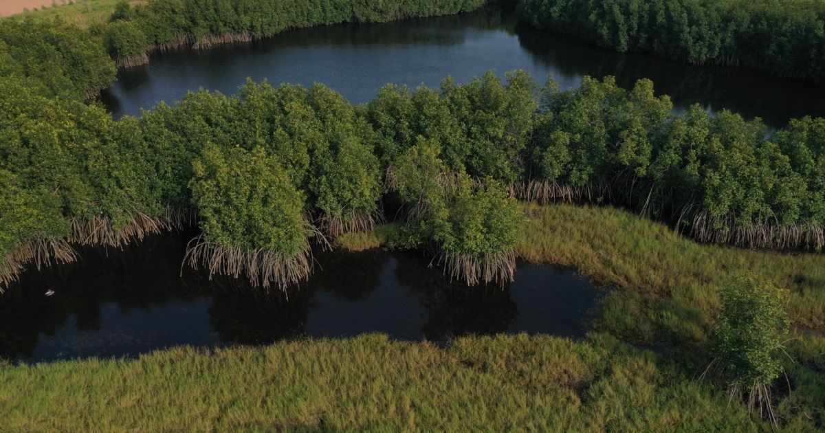 Financement de la biodiversité en Afrique et préservation des mangroves